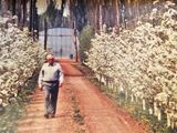 Don Francisco, recorriendo su chacra. Foto: gentileza de su familia.