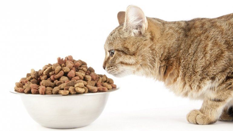 Facebook: mujer come alimento de gato para ahorrar dinero