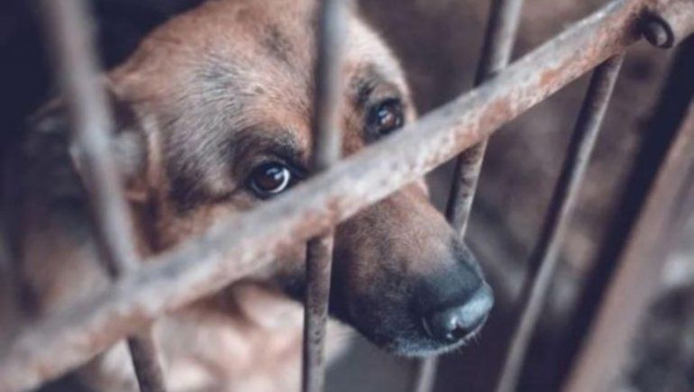 Viral: robó el perro de su vecino para evitar que siga siendo maltratado. | Foto referencial.