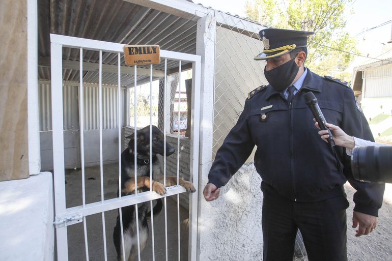 Perros, las estrellas de los operativos de Antinarcóticos
