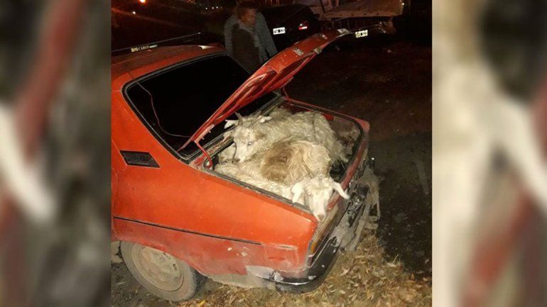 Insólito: viajaba en un R12 con 19 chivos vivos en su interior