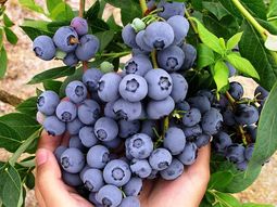 Por quinto año consecutivo, Perú es líder mundial en las exportaciones de arándanos. Por quinto año consecutivo, Perú es líder mundial en las exportaciones de arándanos.