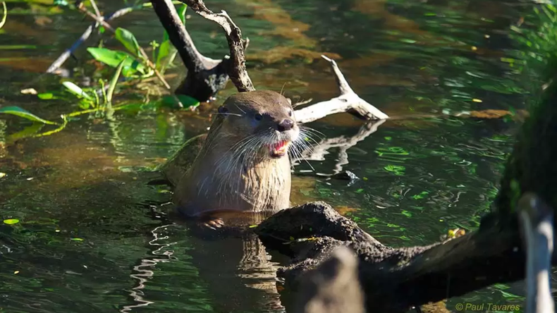 El huillín es una especie en serio riesgo de extinción. | LM Neuquen El huillín es una especie en serio riesgo de extinción.