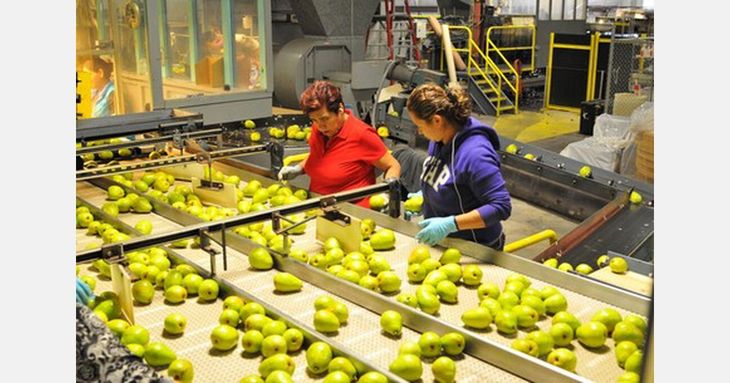 La industria de peras de California enfrenta costos elevados y cuestiona la falta de protección frente al avance de las importaciones. La industria de peras de California enfrenta costos elevados y cuestiona la falta de protección frente al avance de las importaciones.