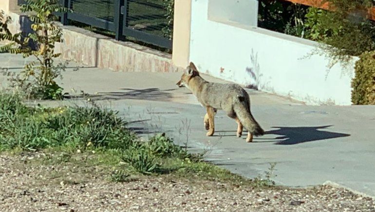 ¿Efecto pandemia? Zorros, delfines y ballenas desfilan por Las Grutas salvaje