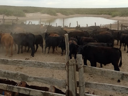 Senasa refuerza controles en los ríos Colorado y Barrancas. Senasa refuerza controles en los ríos Colorado y Barrancas.