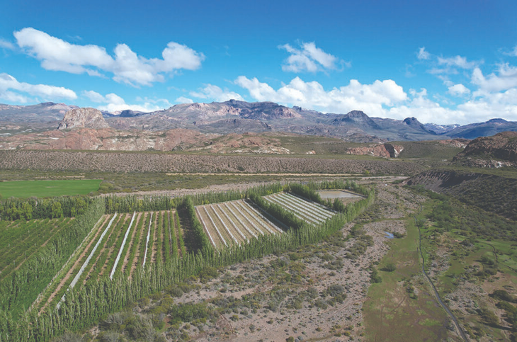Paisaje de Río Negro con vides entre bardas, cuna de varietales premium en Patagonia. Paisaje de Río Negro con vides entre bardas, cuna de varietales premium en Patagonia.
