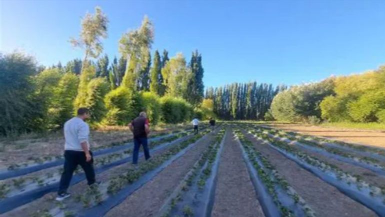 Ya hay dos chacras listas para recibr las vides, con sistemas de riego por goteo y aspersión, un reservorio de agua y maquinaria específica para viñedos. Ya hay dos chacras listas para recibr las vides, con sistemas de riego por goteo y aspersión, un reservorio de agua y maquinaria específica para viñedos.