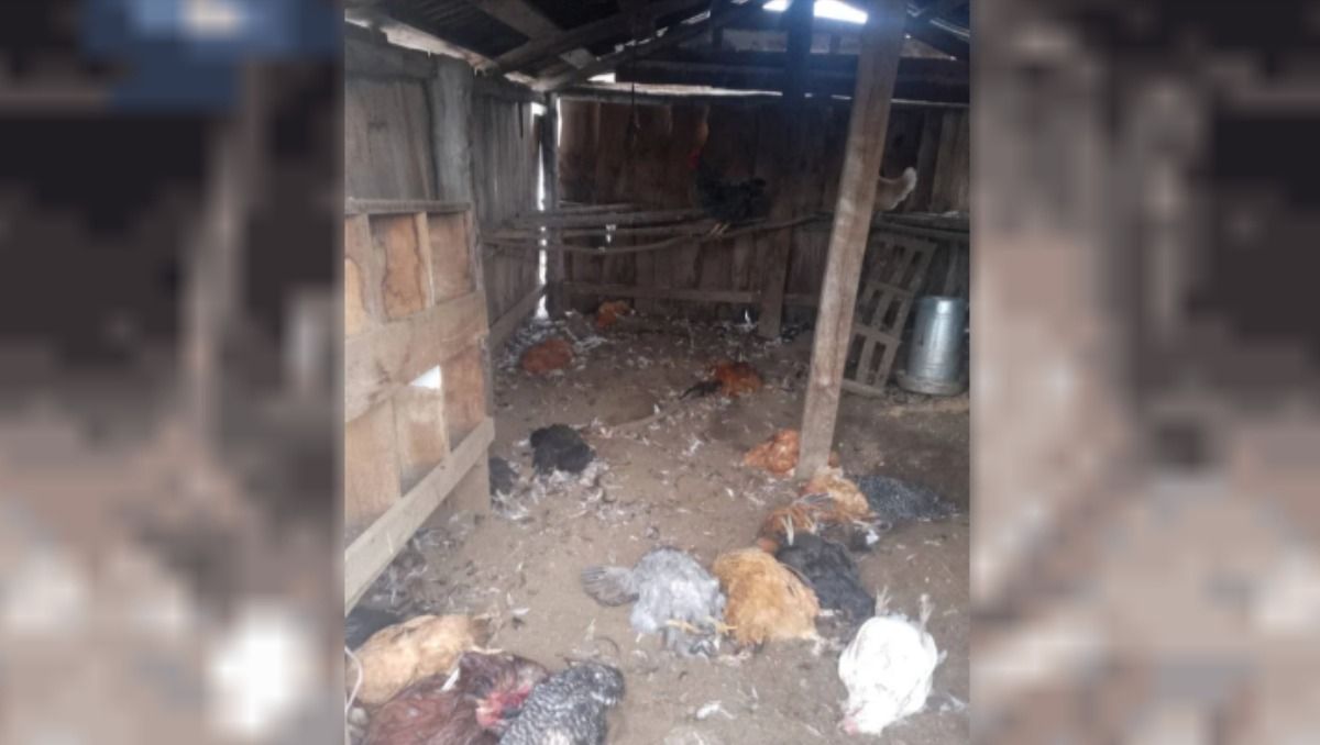 El gallinero de la Escuela 113 de Chubut, tras la matanza masiva de los pumas.&nbsp;