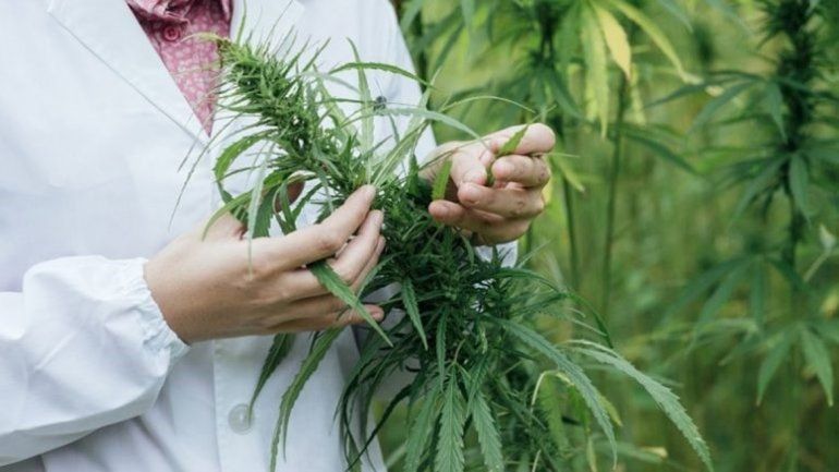 Proponen crear un registro de consumidores de aceite de cannabis para terminar con la persecución