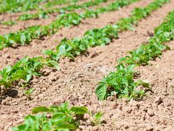 El desarrollo de este nicho depende de la infraestructura eléctrica. El desarrollo de este nicho depende de la infraestructura eléctrica.