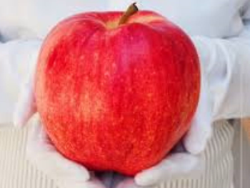 la manzana mas exclusiva del mundo: gigante, rara y perfecta
