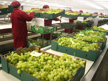 Mejoran los volúmenes de producción de uva de mesa en Perú.