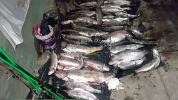 pesca ilegal: secuestraron 55 truchas en junin de los andes