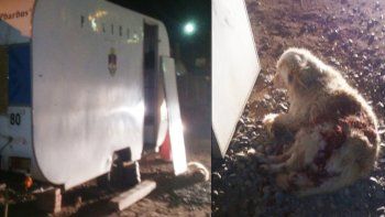 balearon un puesto policial e hirieron a una perra balearon un puesto policial e hirieron a una perra