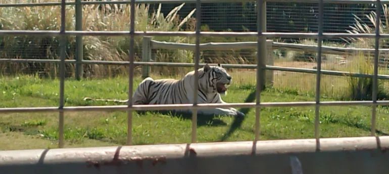 Robo a la jaula de los tigres: la causa no tiene detenidos