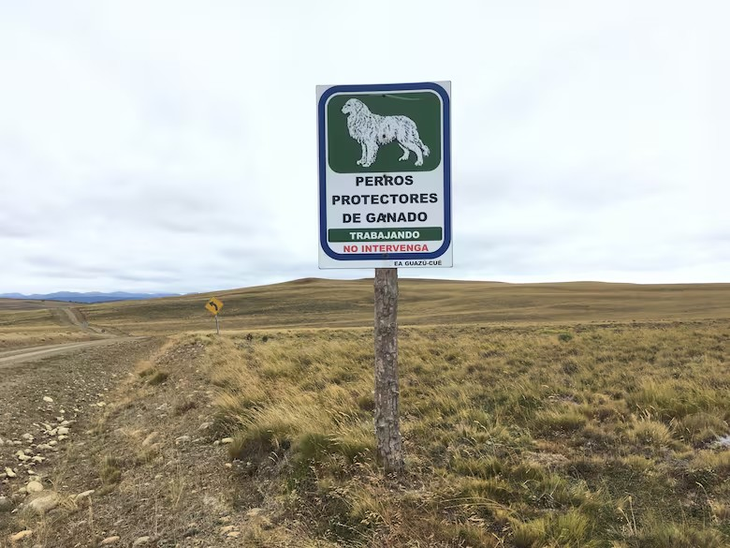 Los productores medianos y grandes apuestan y logran buenos resultados con perros protectores como defensa de ganado. Los productores medianos y grandes apuestan y logran buenos resultados con perros protectores como defensa de ganado.