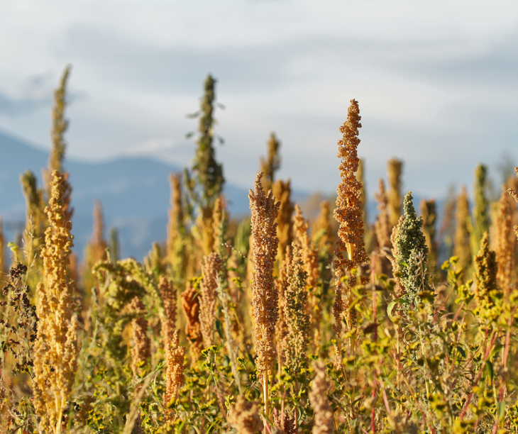 En el Valle se dan condiciones para el cultivo. En el Valle se dan condiciones para el cultivo.