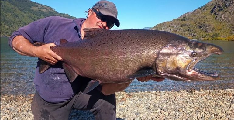 Con peso de hasta 60 kilos, la especie más grande de salmón es un preciado trofeo para los pescadores deportivos. Con peso de hasta 60 kilos, la especie más grande de salmón es un preciado trofeo para los pescadores deportivos.