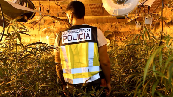 Una plantación ilegal de marihuana decomisada por la policía de España