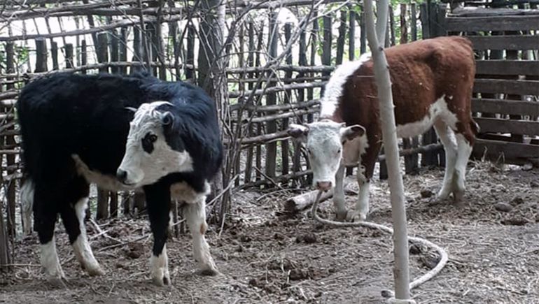 ¿Qué es el Ántrax?: la enfermedad que mató las vacas de un campo rionegrino
