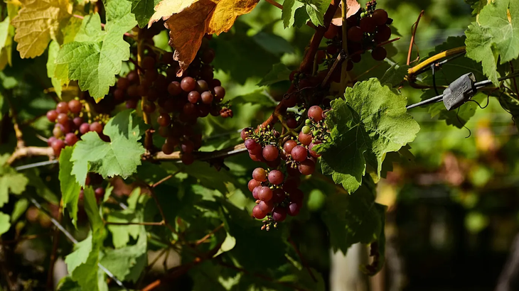 Argentina perforó las 200.000 hectáreas de vid: perdió 27.724 ha en la última década. Argentina perforó las 200.000 hectáreas de vid: perdió 27.724 ha en la última década.