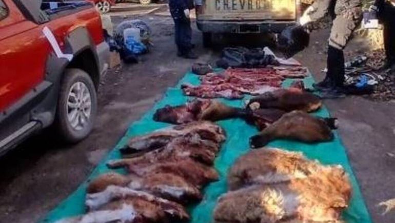 Llevaban 1.000 kilos de carne faenada de manera ilegal en una camioenta sin papeles: caballo