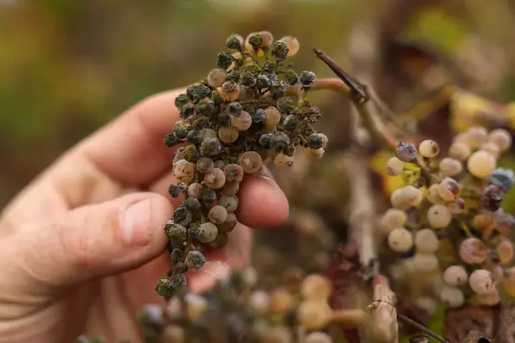 En un viñedo de Chardonnay en Lodi, la maleza y los roedores invaden un campo donde toneladas de uvas maduras se echan a perder. En un viñedo de Chardonnay en Lodi, la maleza y los roedores invaden un campo donde toneladas de uvas maduras se echan a perder.