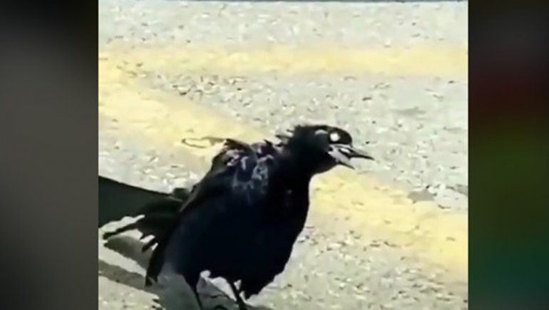 El video generó reacciones en TikTok