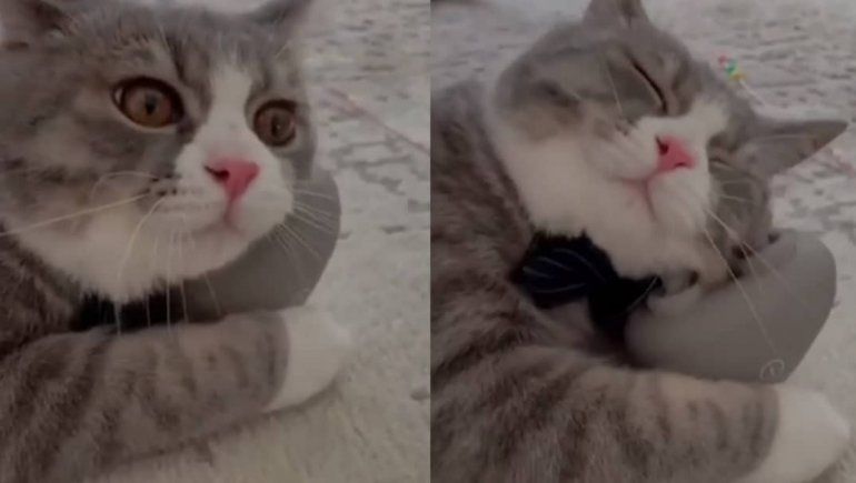 Tierno gato amante de los masajes es viral en las redes.