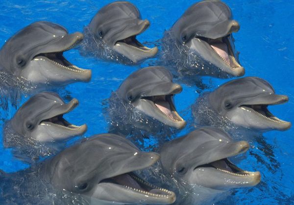 Sin corazón: Japón comenzó cacería de delfines
