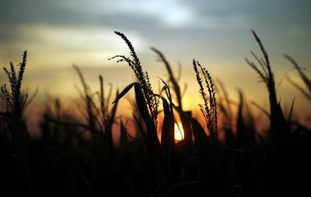 Foto de archivo. Plantas de maíz al atardecer en un campo cerca de Rafaela, Argentina, 9 de abril de 2018. REUTERS/Marcos Brindicci Foto de archivo. Plantas de maíz al atardecer en un campo cerca de Rafaela, Argentina, 9 de abril de 2018. REUTERS/Marcos Brindicci