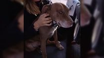 luciana ortiz luna rescato a un perrito perdido en loncopue y busca a su familia por redes sociales