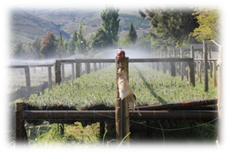 El vivero provincial lleva casi seis décadas de funcionamiento. Foto: gentileza.