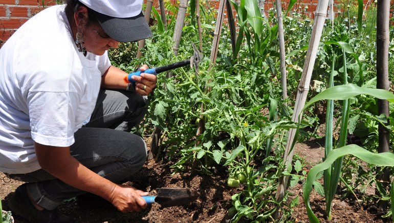 Proda enseñará a diseñar huertas sin moverse de la casa