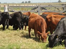 barrera sanitaria: patagonia judicializara la resolucion 180 barrera sanitaria: patagonia judicializara la resolucion 180