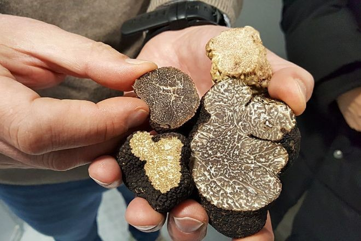 Existen más de 70 especies de trufas diferentes. Existen más de 70 especies de trufas diferentes.