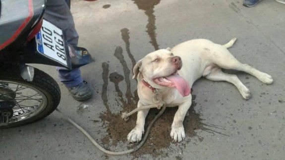 La gente lo frenó y lo increpó duramente. Y también le sacaron al perro.