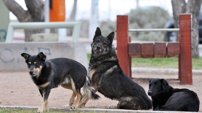 Alertan por sacrificios de animales en Halloween