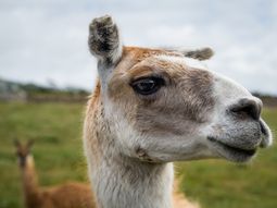 El guanaco, especie abundante en la Patagonia, emerge como alternativa ante la suba de la vacuna. El guanaco, especie abundante en la Patagonia, emerge como alternativa ante la suba de la vacuna.