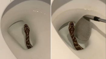 se sento en el inodoro y una cobra le mutilo los testiculos se sento en el inodoro y una cobra le mutilo los testiculos