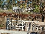 Abigeato en Lamarque: recuperan 127 animales pero el principal acusado quedó libre con tobillera.