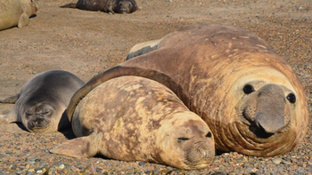 En los últimos días de septiembre, el gobierno de Chubut recibió un informe que da cuenta del impacto de la epidemia de gripe aviar entre los elefantes marinos de Península Valdés. En los últimos días de septiembre, el gobierno de Chubut recibió un informe que da cuenta del impacto de la epidemia de gripe aviar entre los elefantes marinos de Península Valdés.