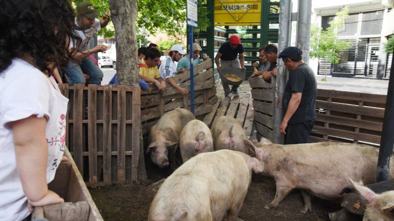 Veinte animales fueron retirados ayer de la vereda de Casa de Gobierno. Los chacareros seguirán en el lugar hasta la reunión que tendrán hoy con las autoridades.