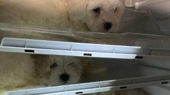espeluznante: escondian perros en una heladera para venderlos en navidad espeluznante: escondian perros en una heladera para venderlos en navidad