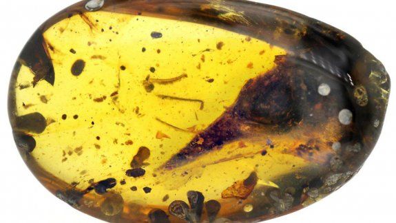 Myanmar: descubrieron el dinosaurio más pequeño del mundo