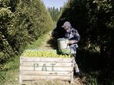 Los trabajadores rurales de la región, no están incluídos en este beneficio.