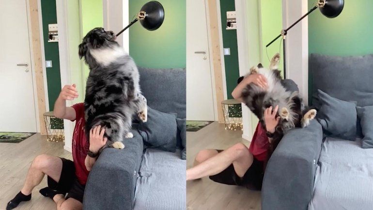 Este perro no deja de sumar reproducciones en YouTube