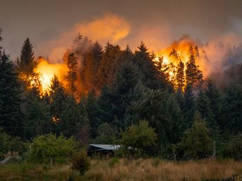 angustiante record: el fuego arraso 32.000 hectareas de bosques en la patagonia