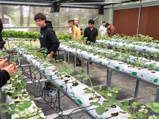 Hidroponía, la apuesta de la UNCo por la producción en agua